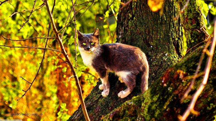 nature, Cat, Trees, Twigs, Animals, Moss HD Wallpaper Desktop Background