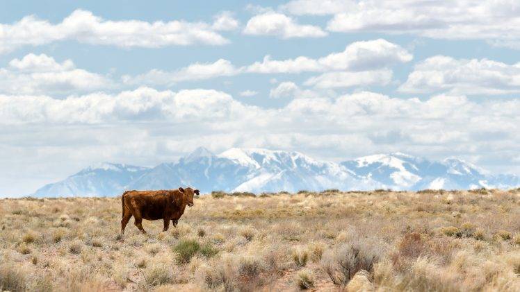 landscape, Nature, Cows HD Wallpaper Desktop Background
