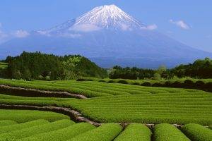 nature, Landscape, Green, Plants, Field, Trees, Mountain, Snow, Mount Fuji