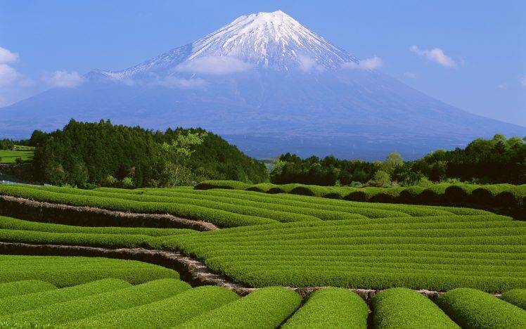 nature, Landscape, Green, Plants, Field, Trees, Mountain, Snow, Mount Fuji HD Wallpaper Desktop Background