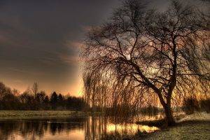 nature, Landscape, Weeping Willows