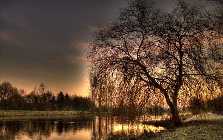 nature, Landscape, Weeping Willows HD Wallpaper Desktop Background