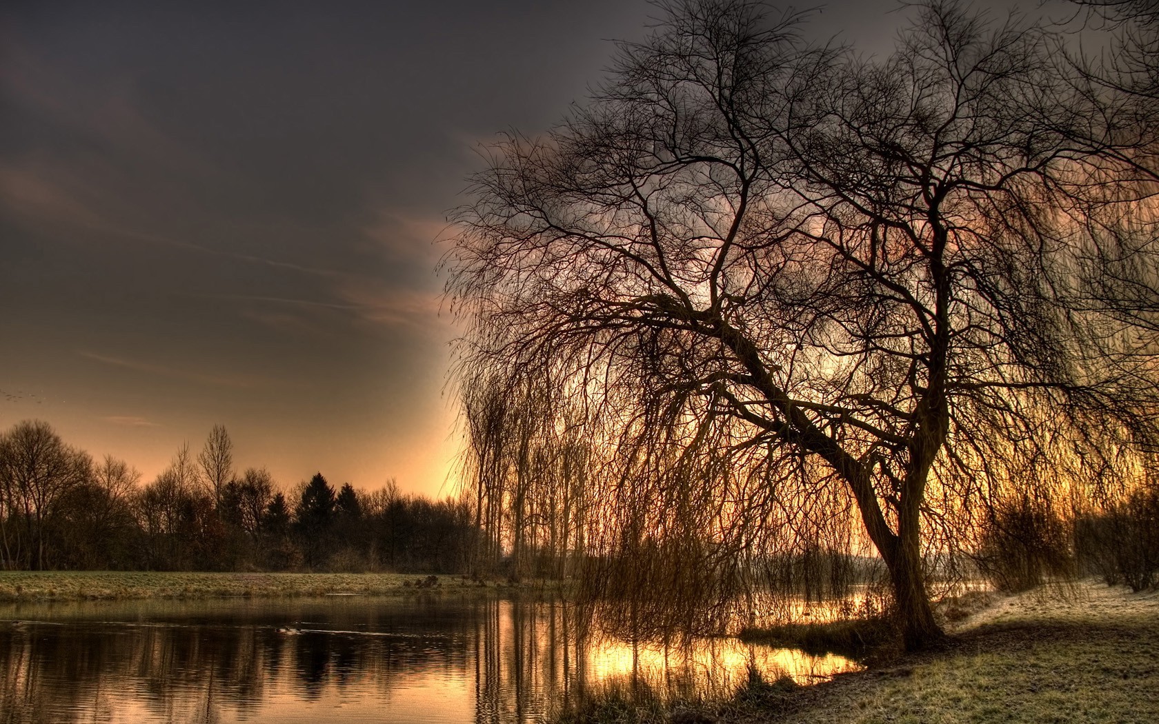 nature, Landscape, Weeping Willows Wallpaper