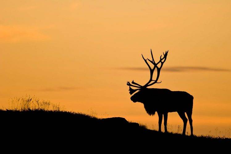 nature, Animals, Deer, Silhouette, Landscape, Antlers, Sunset HD Wallpaper Desktop Background