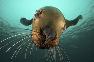 nature, Animals, Seals, Underwater, Closeup, Sea