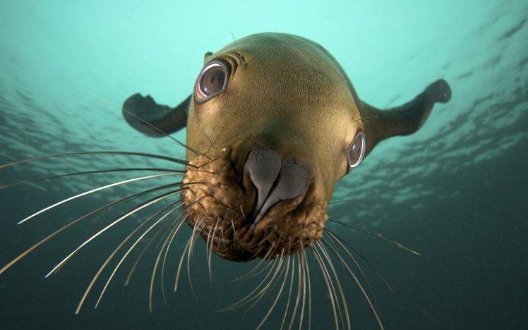 nature, Animals, Seals, Underwater, Closeup, Sea HD Wallpaper Desktop Background