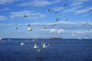lake, Seagulls