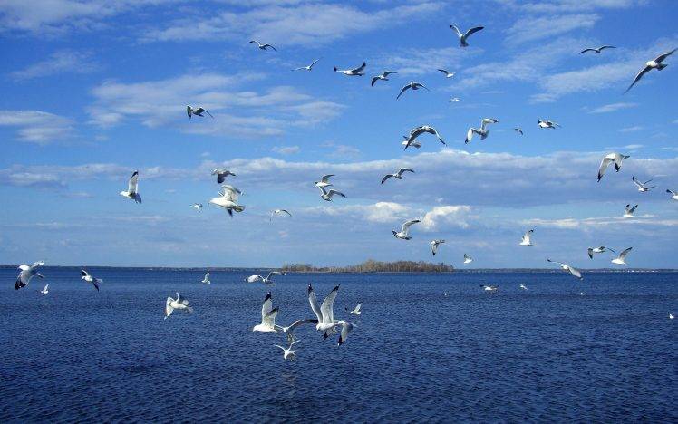 lake, Seagulls HD Wallpaper Desktop Background