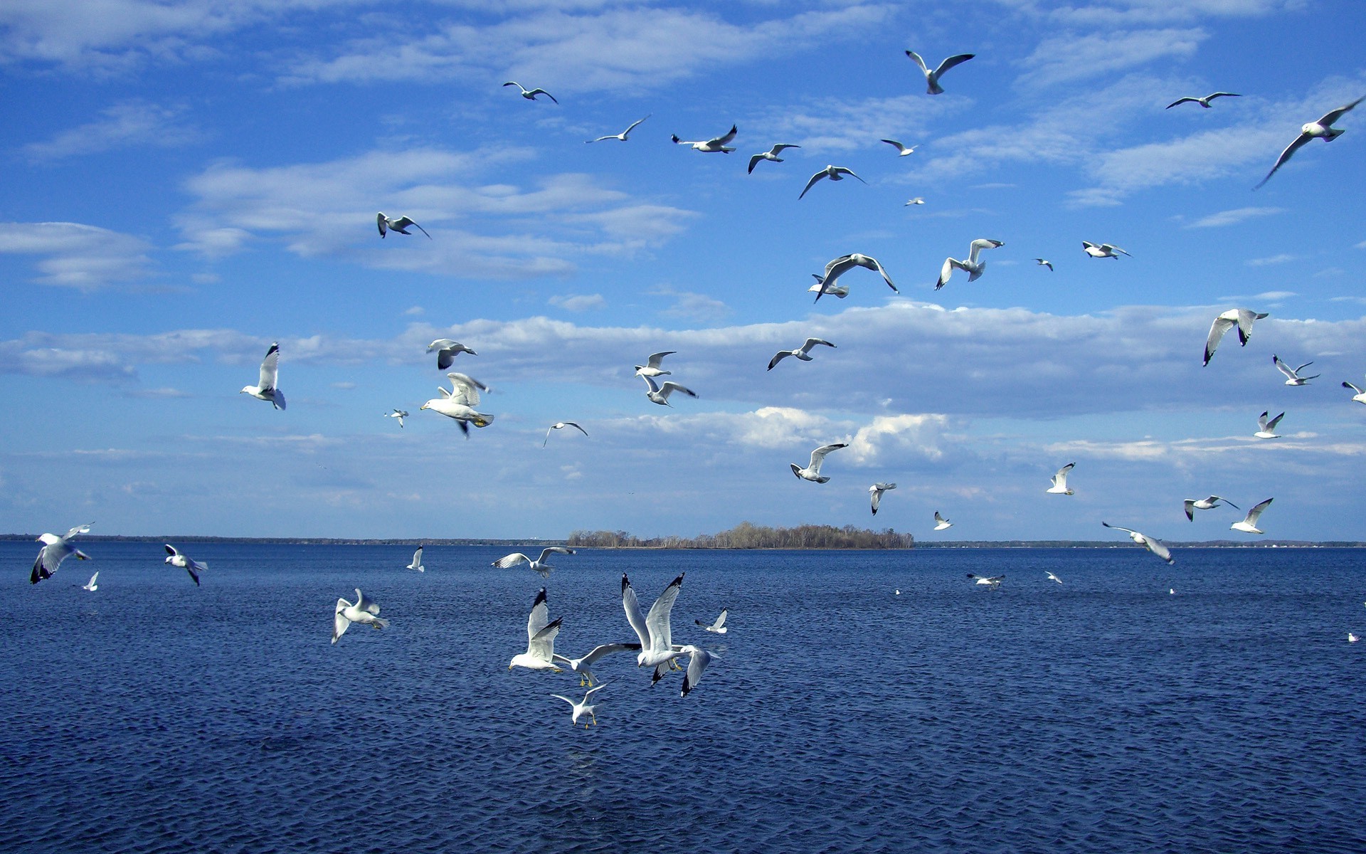 lake, Seagulls Wallpaper