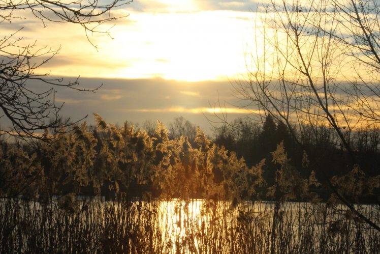 Hungary, Zala, Zalaegerszeg, Nature, Sunset, Sunlight, Reeds, Winter HD Wallpaper Desktop Background