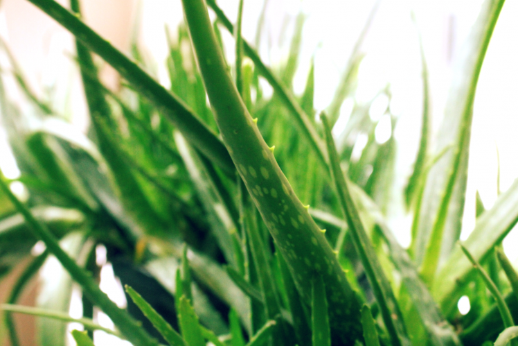 aloe Vera, Plants, Green, Nature, Daylight HD Wallpaper Desktop Background