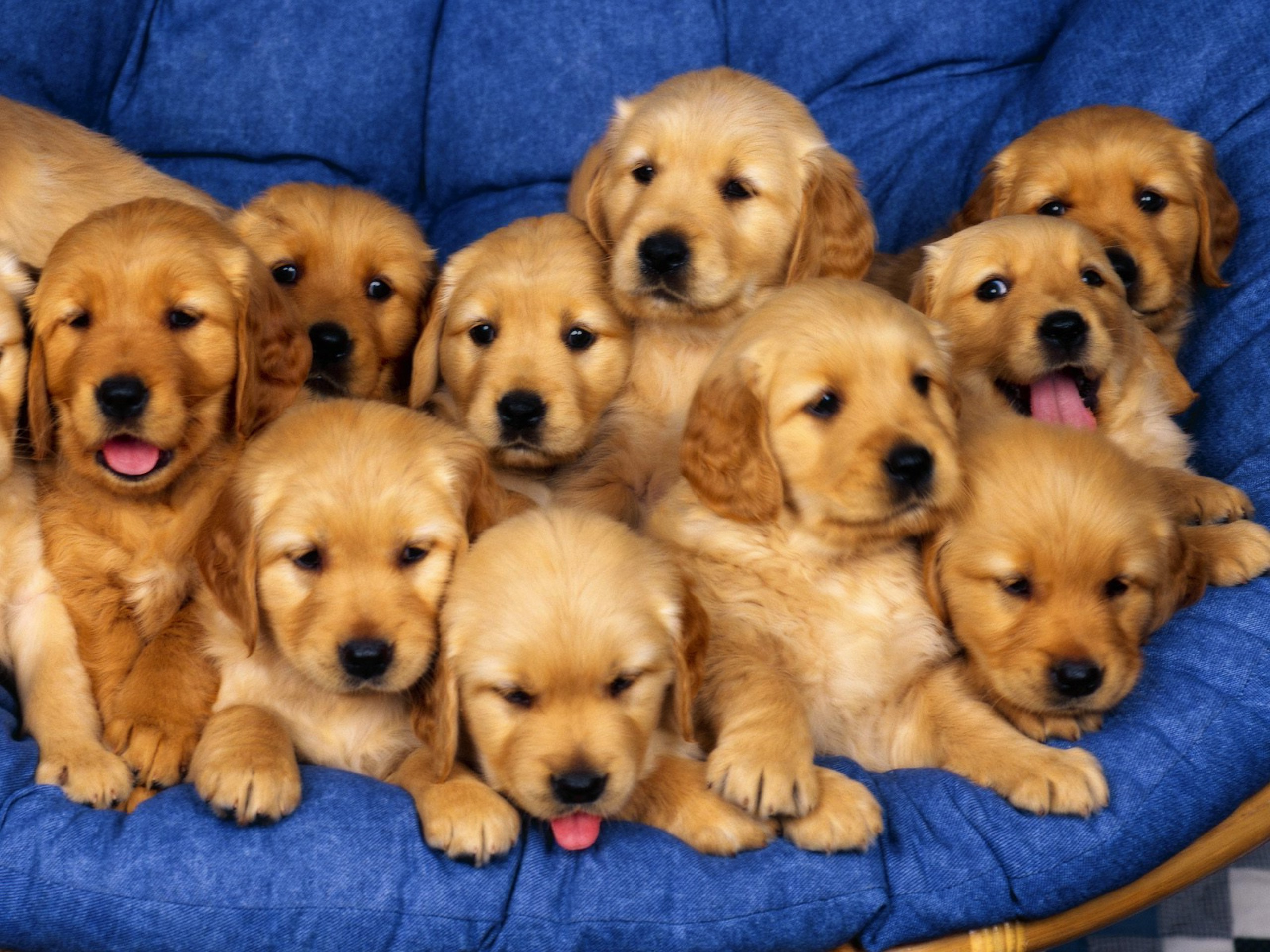 animals, Dog, Baby Animals Wallpapers HD / Desktop and ...