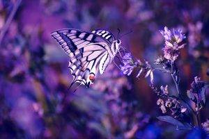 butterfly, Flowers, Insect