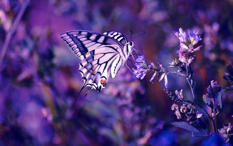 butterfly, Flowers, Insect HD Wallpaper Desktop Background