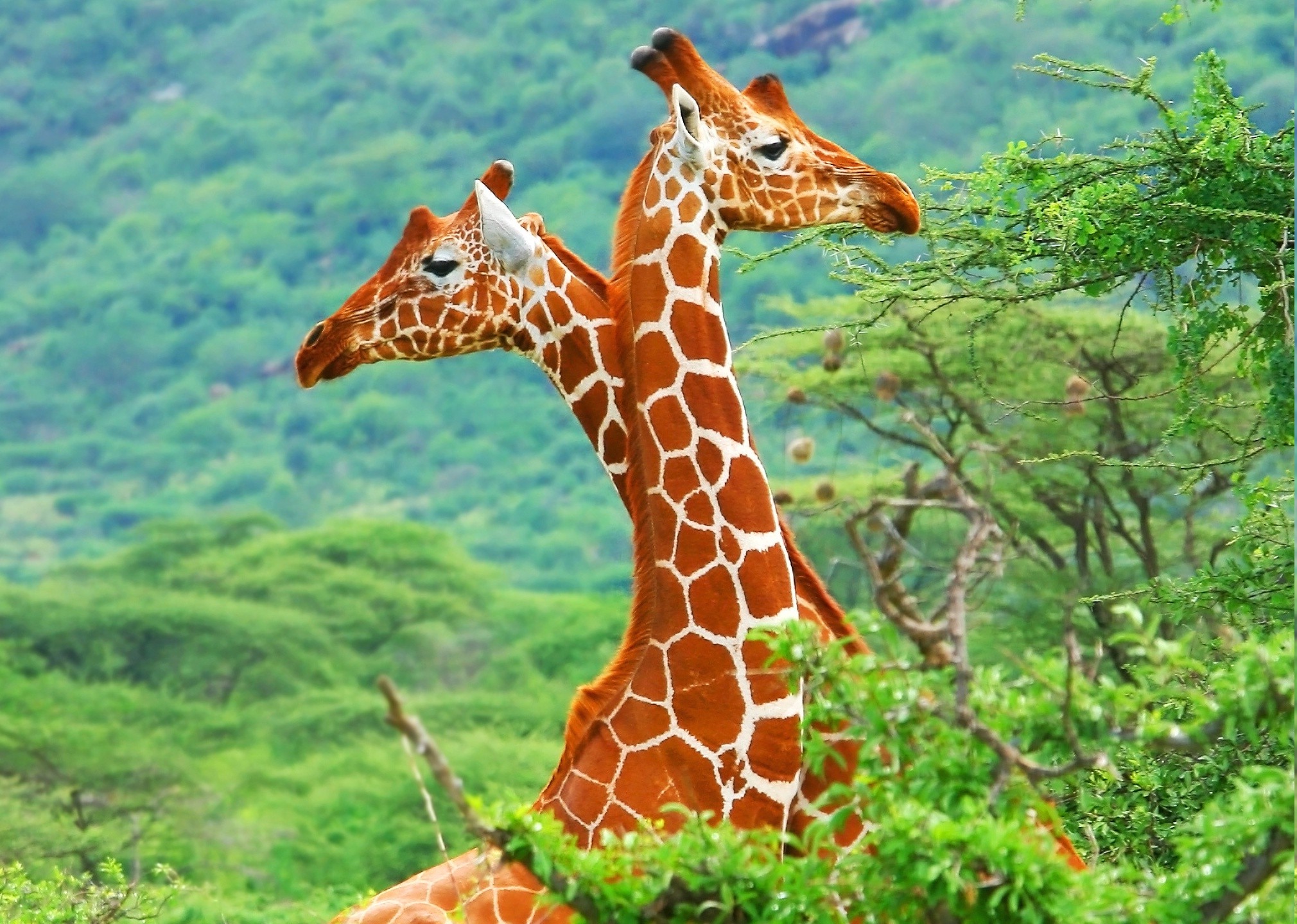 Три жирафа бесплатно