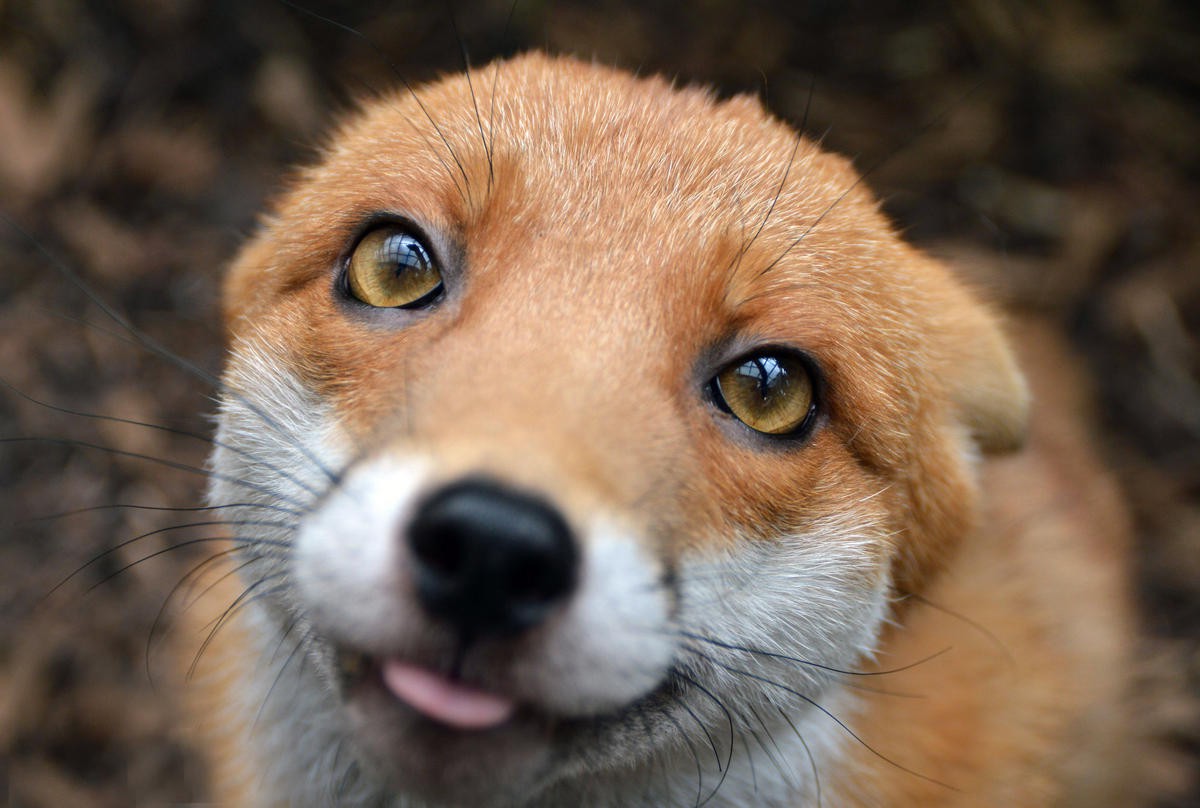 fox, Animals, Nature Wallpaper