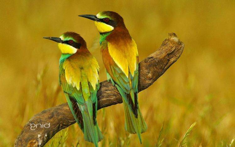 animals, Birds, Bee eaters HD Wallpaper Desktop Background