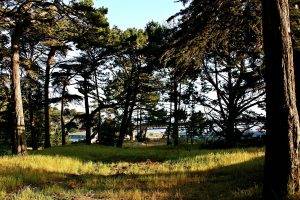 nature, Landscape, Forest, USA, San Francisco Bay, San Francisco