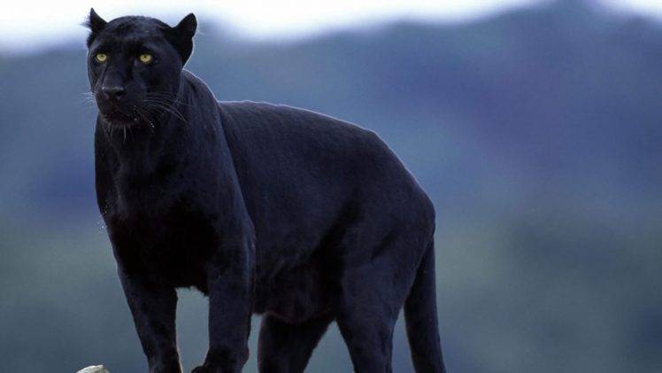 animals, Panthers HD Wallpaper Desktop Background