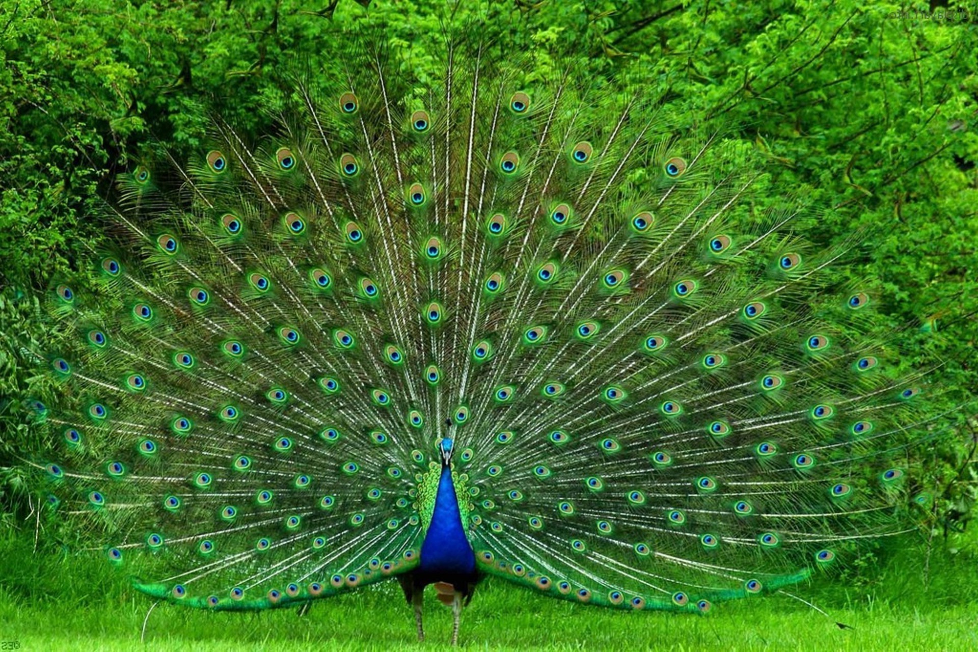 animals, Birds, Peacocks Wallpaper