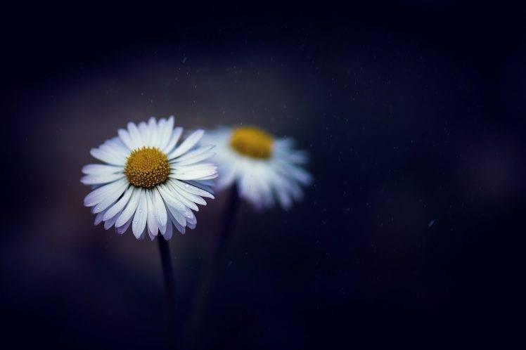 flowers, White Flowers, Depth Of Field, Daisies HD Wallpaper Desktop Background