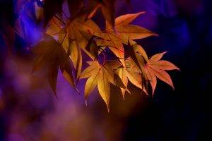 leaves, Maple Leaves, Depth Of Field, Nature