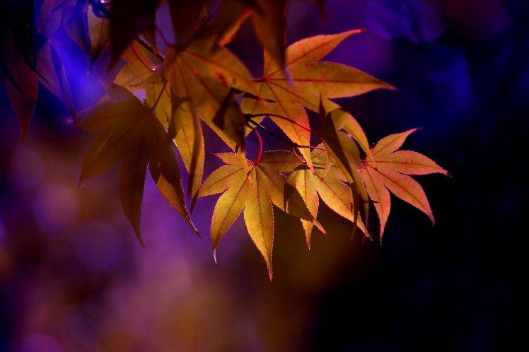 leaves, Maple Leaves, Depth Of Field, Nature HD Wallpaper Desktop Background