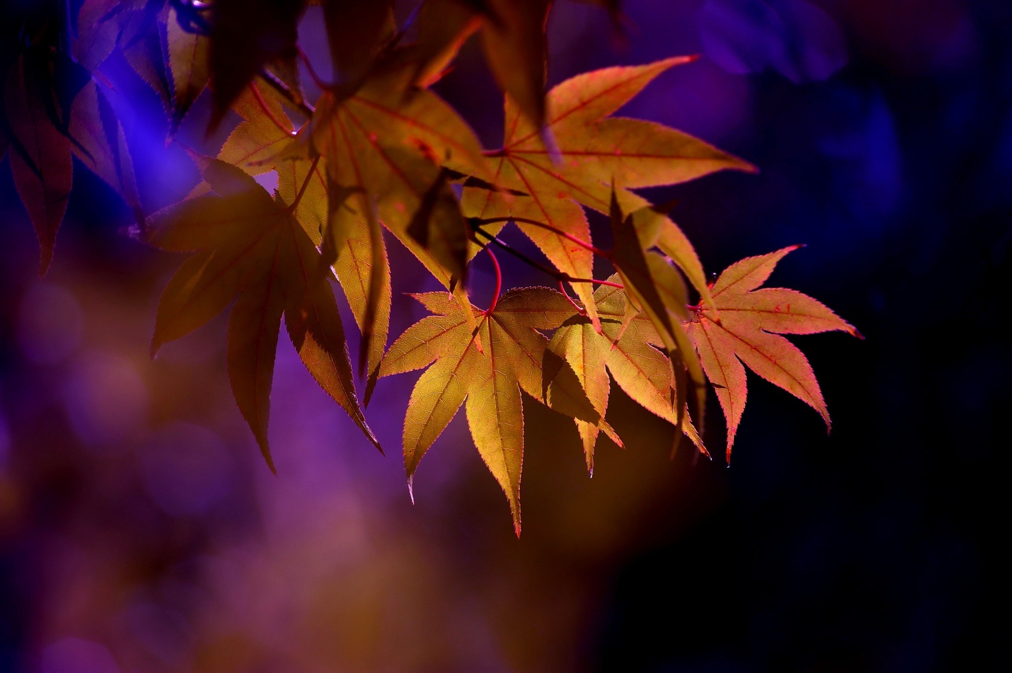 leaves, Maple Leaves, Depth Of Field, Nature Wallpaper