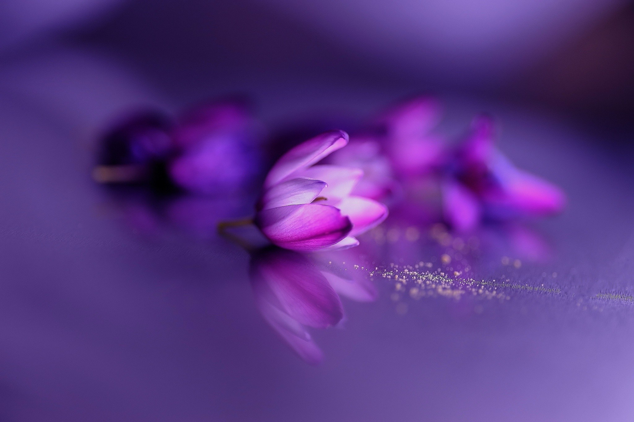 flowers, Purple Flowers Wallpaper