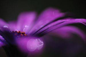 flowers, Purple Flowers