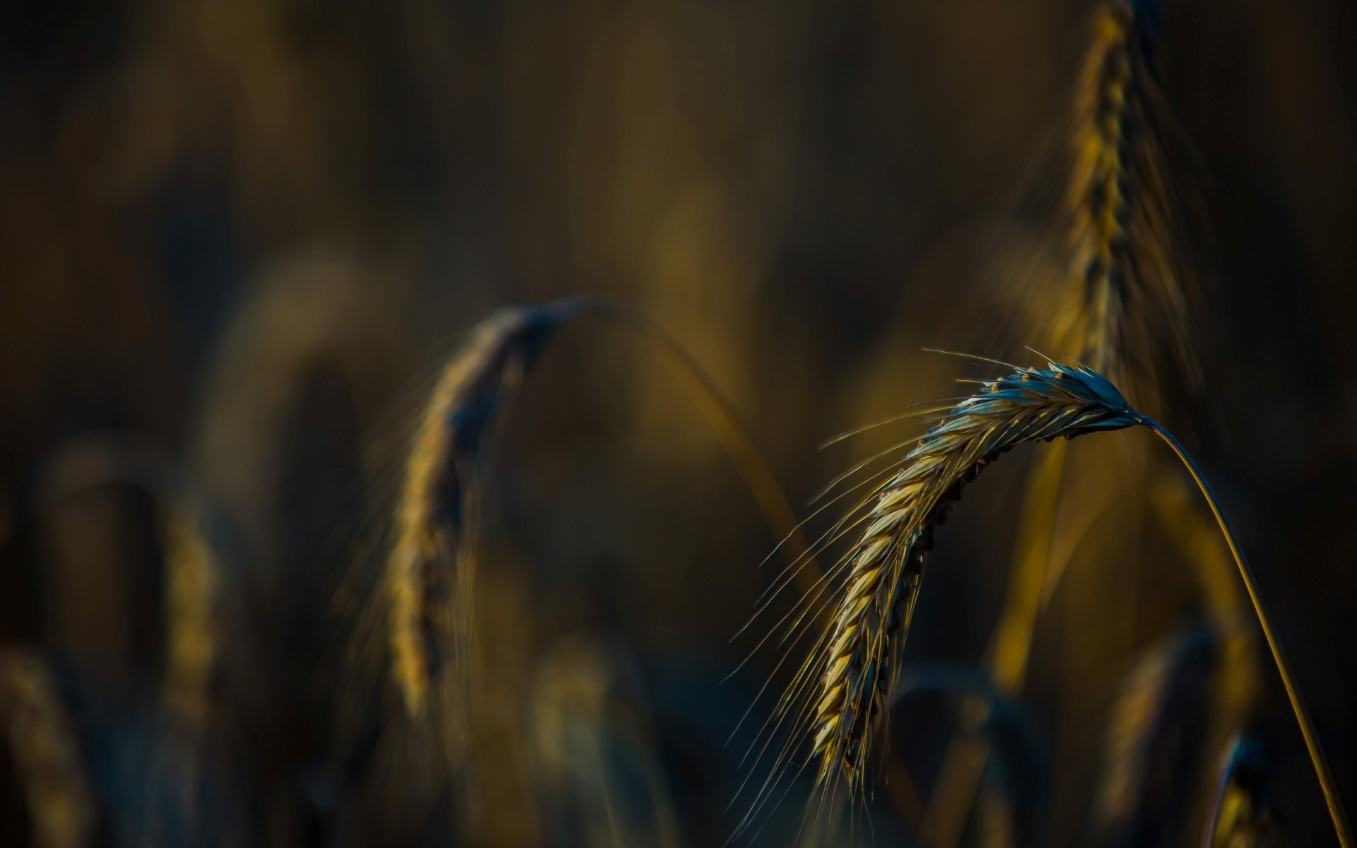 nature, Macro, Depth Of Field, Spikelets, Plants Wallpaper