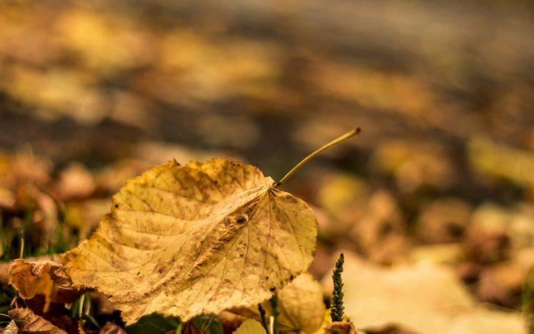 nature, Macro, Leaves, Yellow, Depth Of Field HD Wallpaper Desktop Background