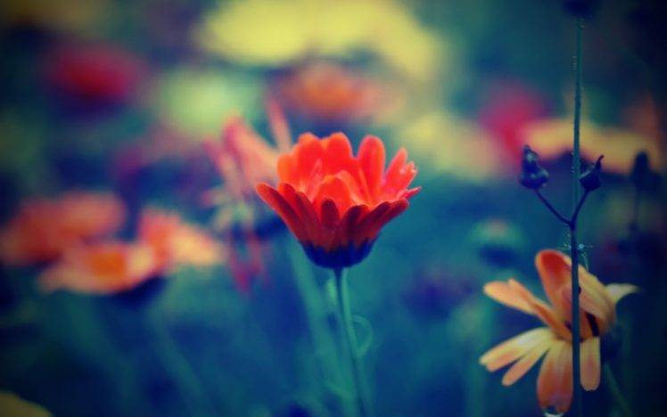 nature, Filter, Flowers, Depth Of Field, Macro HD Wallpaper Desktop Background