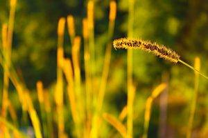 nature, Sunlight, Spikelets, Grass, Depth Of Field, Macro, Plants