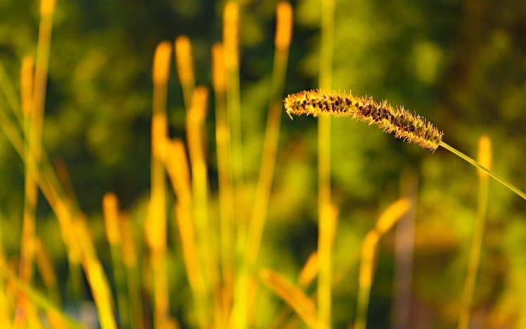 nature, Sunlight, Spikelets, Grass, Depth Of Field, Macro, Plants HD Wallpaper Desktop Background