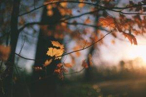 nature, Trees, Leaves, Sunlight, Fall