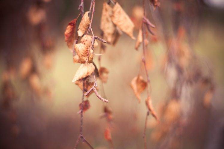 nature, Branch, Leaves, Fall, Macro, Depth Of Field HD Wallpaper Desktop Background