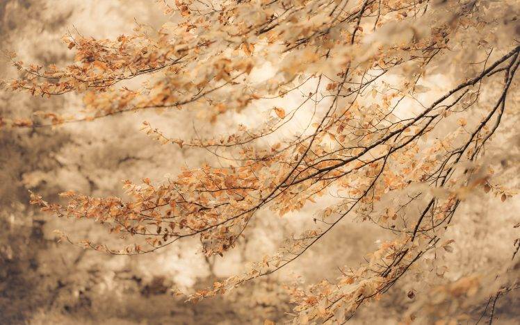nature, Trees, Fall, Branch HD Wallpaper Desktop Background
