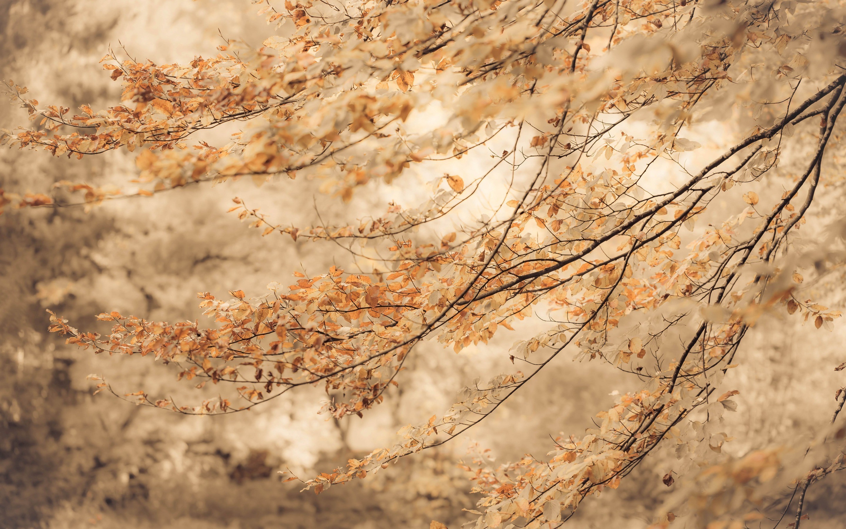 nature, Trees, Fall, Branch Wallpaper