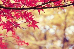nature, Trees, Red, Branch, Depth Of Field