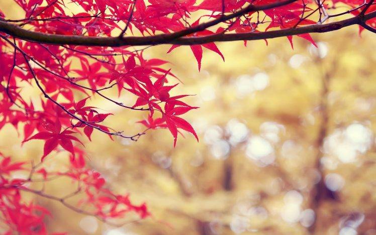 nature, Trees, Red, Branch, Depth Of Field HD Wallpaper Desktop Background
