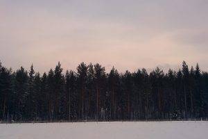 Sweden, Sundvall, Forest, Snow, Landscape