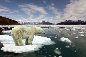 nature, Animals, Polar Bears, Landscape, Arctic, Mountain, Iceberg, Snow, Sea