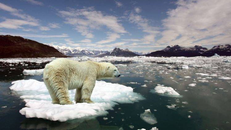 nature, Animals, Polar Bears, Landscape, Arctic, Mountain, Iceberg, Snow, Sea HD Wallpaper Desktop Background