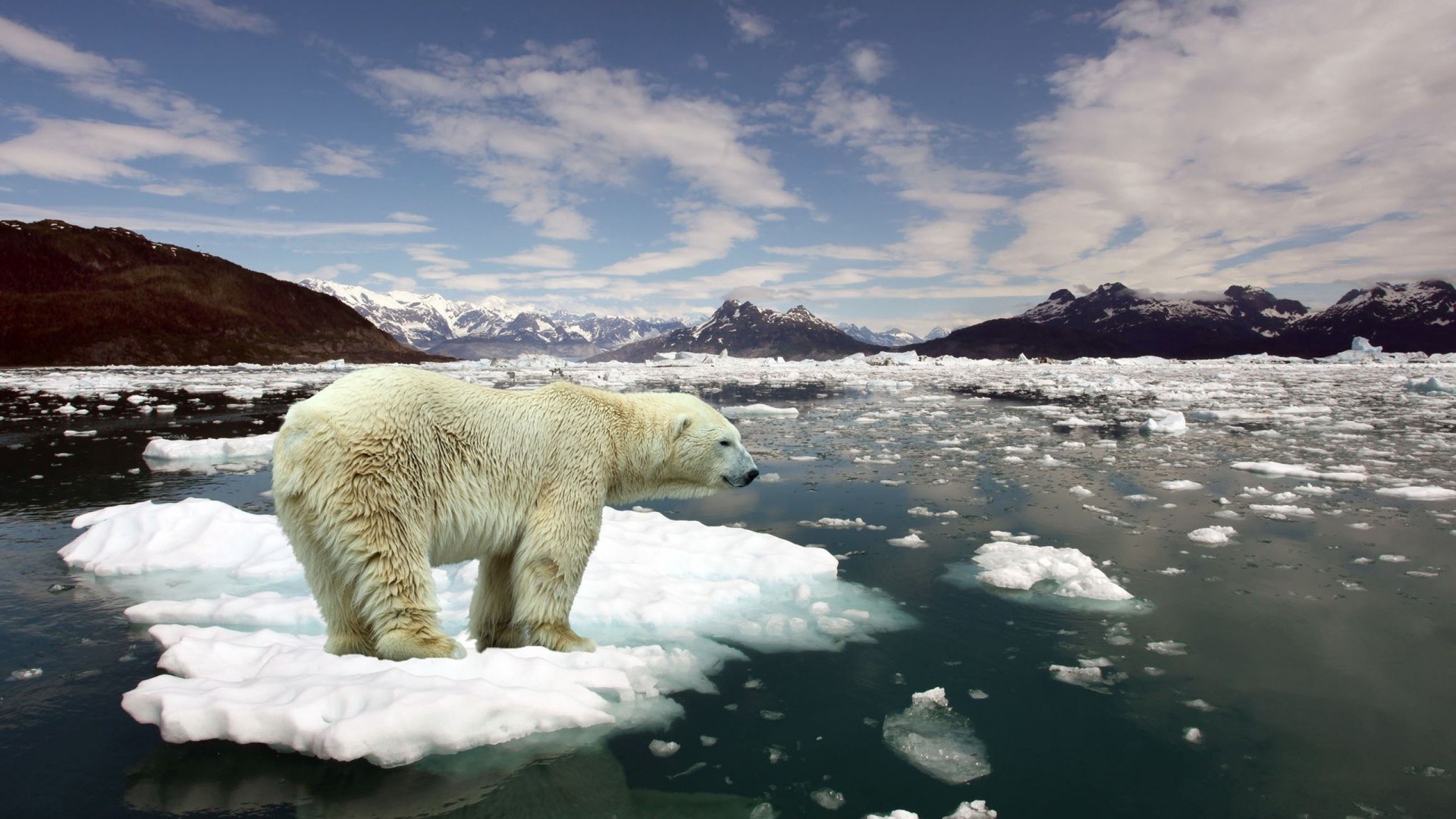 nature, Animals, Polar Bears, Landscape, Arctic, Mountain, Iceberg, Snow, Sea Wallpaper