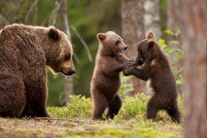 nature, Animals, Bears, Forest, Trees, Playing, Baby Animals