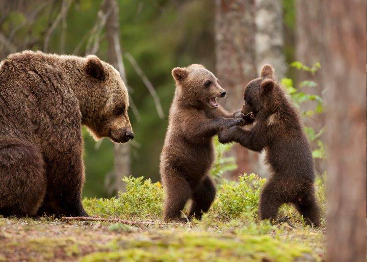 nature, Animals, Bears, Forest, Trees, Playing, Baby Animals HD Wallpaper Desktop Background