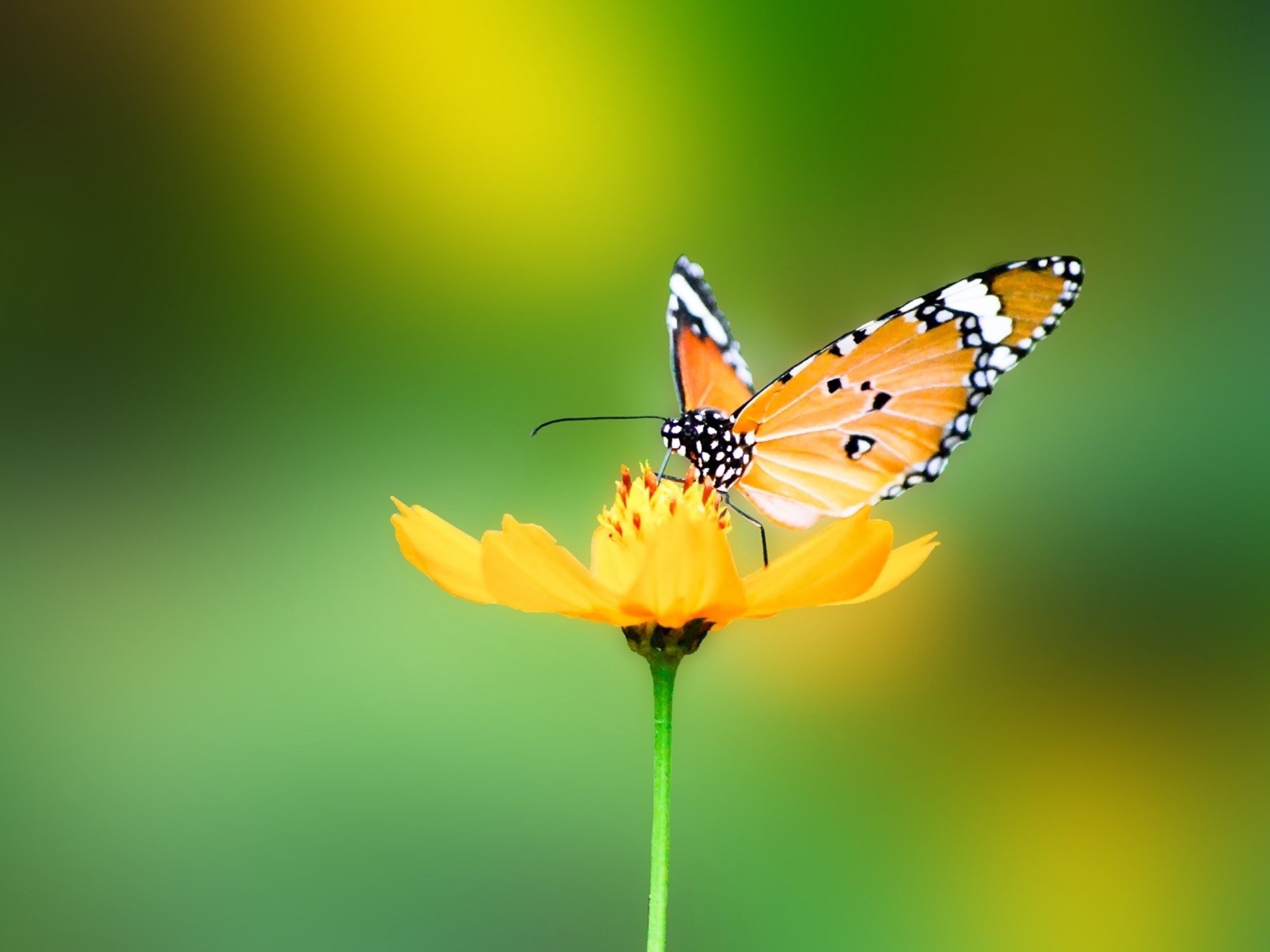 animals, Nature, Butterfly Wallpaper