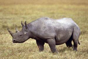 animals, Rhino