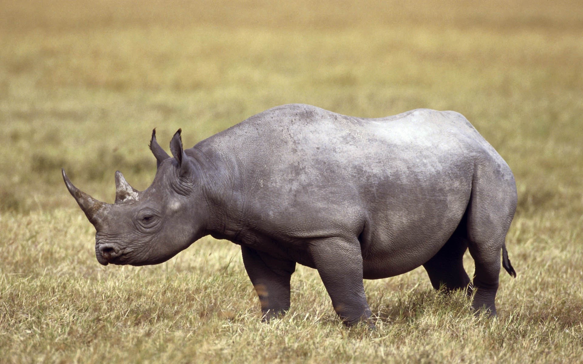 animals, Rhino Wallpaper